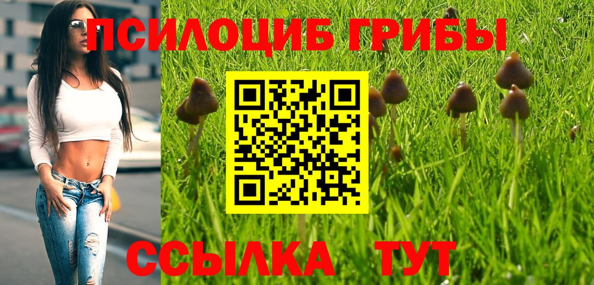 Алатырь  Псилоцибиновые грибы прущие грибы  Псилоцибиновые грибы Psilocybe  Вход с VPN 